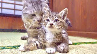 Kitten's First Encounter With Sempai(=Senior) Cat