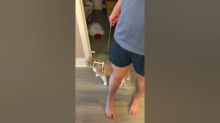 Husband walks the cat!
