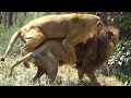 ライオンのルナ(♀)💗ガオウ(♂)を背後から襲う【天王寺動物園】