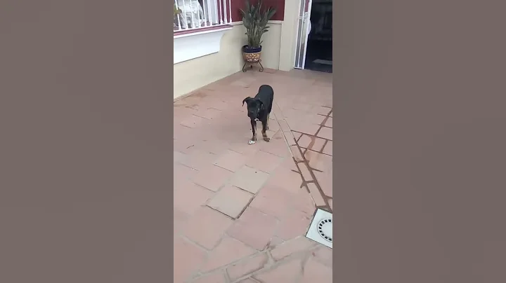 Dogo espaol delos taranto ron