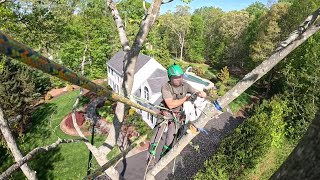 Beautiful day to take down a big beech tree!