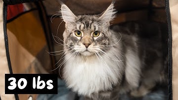 Pros and Cons of a Maine Coon Cat | The Cat Butler