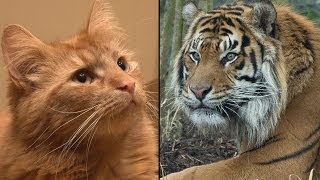 Is your cat like a tiger?