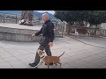 8 months old amstaff female wendy dog training in the city competition focus heeling pitbull
