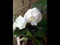 Как получить семена орхидей?
