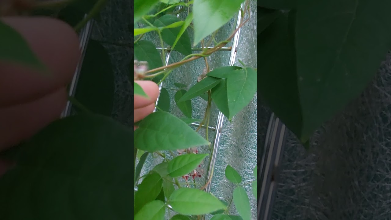 Hopniss, Apios Americana, groundnut - BLOOMING (plant purchased from edible acres one year ago)