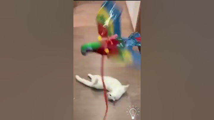 Meu Gato Parou de Arranhar o Sofá 🐾🐈