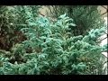 Cómo sembrar pinos ornamentales - TvAgro por Juan Gonzalo Angel