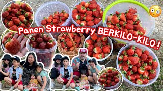 hasil Panen Strawberry BERKILO-KILO.! Masih mau bilang Petaninya Rugi karna kami.?!