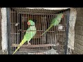 How to cover birds cages in winter birds winter care breeding season  tips and info by rda