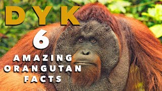 Did You Know? 6 Amazing Orangutans Facts by Apes Like Us 3,239 views 2 years ago 5 minutes, 14 seconds