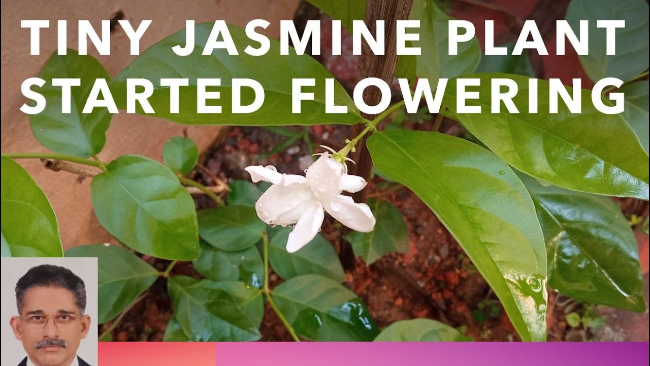 Tinyjasmine