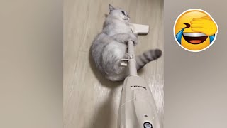 Cats doing cats things😹😹 - Funny cats video compilation😂