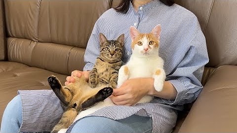 里親になる母親と子猫たちが対面したら相性抜群で初日にまさかのこうなっちゃいました…