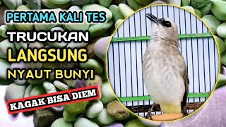 PANCINGAN TRUCUKAN GACOR uklik - uplik, ngriwik, nembak