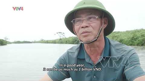 Sinh kế bền vững dưới tán rừng ngập mặn (English subtitles) | VTV4