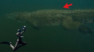 CAUGHT ON VIDEODiver surrounded by WILD 15 foot crocodile & 13 foot alligator!