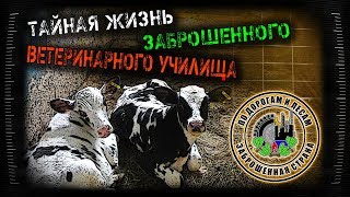 Сталкеры нашли животных в заброшенном училище. Где фермер? (Заброшенная страна - выпуск 32)