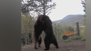 CPW shares footage of bears brawling