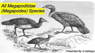 All Megapodes (Megapodiidae) Species  Species List