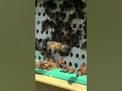 Збір пилку - YouTube