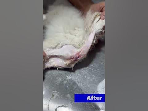 Rectal prolapse in kitten | Aliyan Vets - YouTube