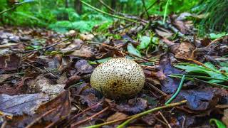 Herfst In Het Kniphorstbos