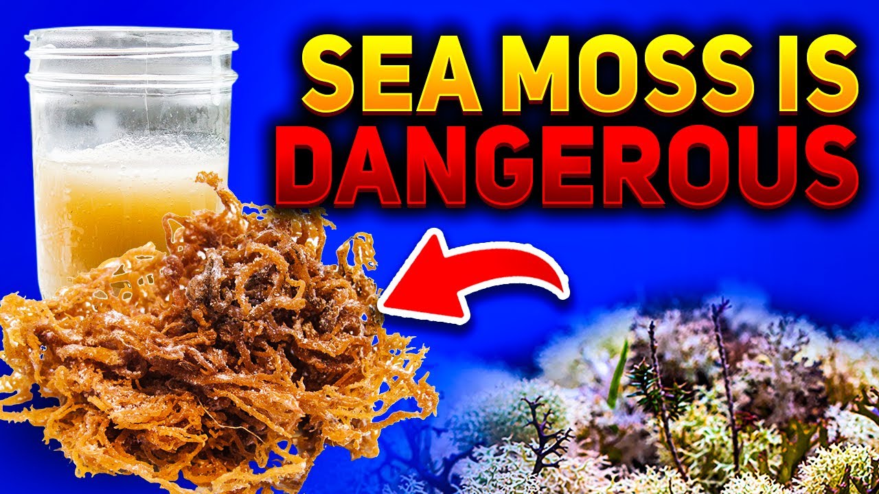 What Are The Sea Moss Side Effects You Must Know BEFORE Taking YouTube What Are The Sea Moss Side Effects You Must Know BEFORE Taking YouTube