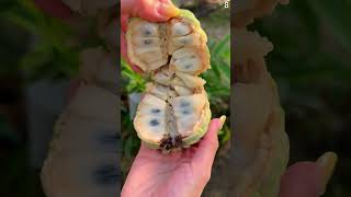 Memuaskan! membelah buah srikaya dengan tangan kosong #shorts