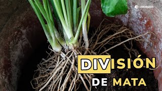REPRODUCIR plantas mediante división de MATA // Jardinatis by Jardinatis 2,154 views 2 months ago 3 minutes, 7 seconds