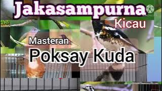 Materi Poksay Kuda Untuk Isian Istimewa Burung Kicau Om-om Semua nih! | Mantab Pokoknya!