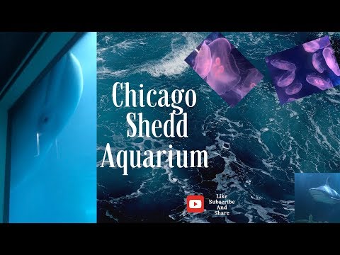 chicago-shedd-aquarium