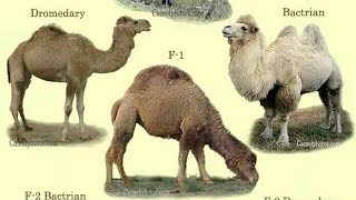 types of camels,dromedary camel,bactrian camel,wild bactrian camel,hybrid camel