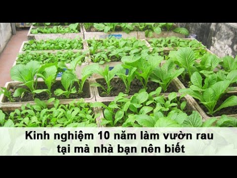 Video: Làm Vườn Cho Người Mới Bắt Đầu - Lần Đầu Làm Vườn Tại Nhà