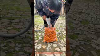 Agrumes emballés sous vide : transformer un sac de fruits en une capsule temporelle de conservation