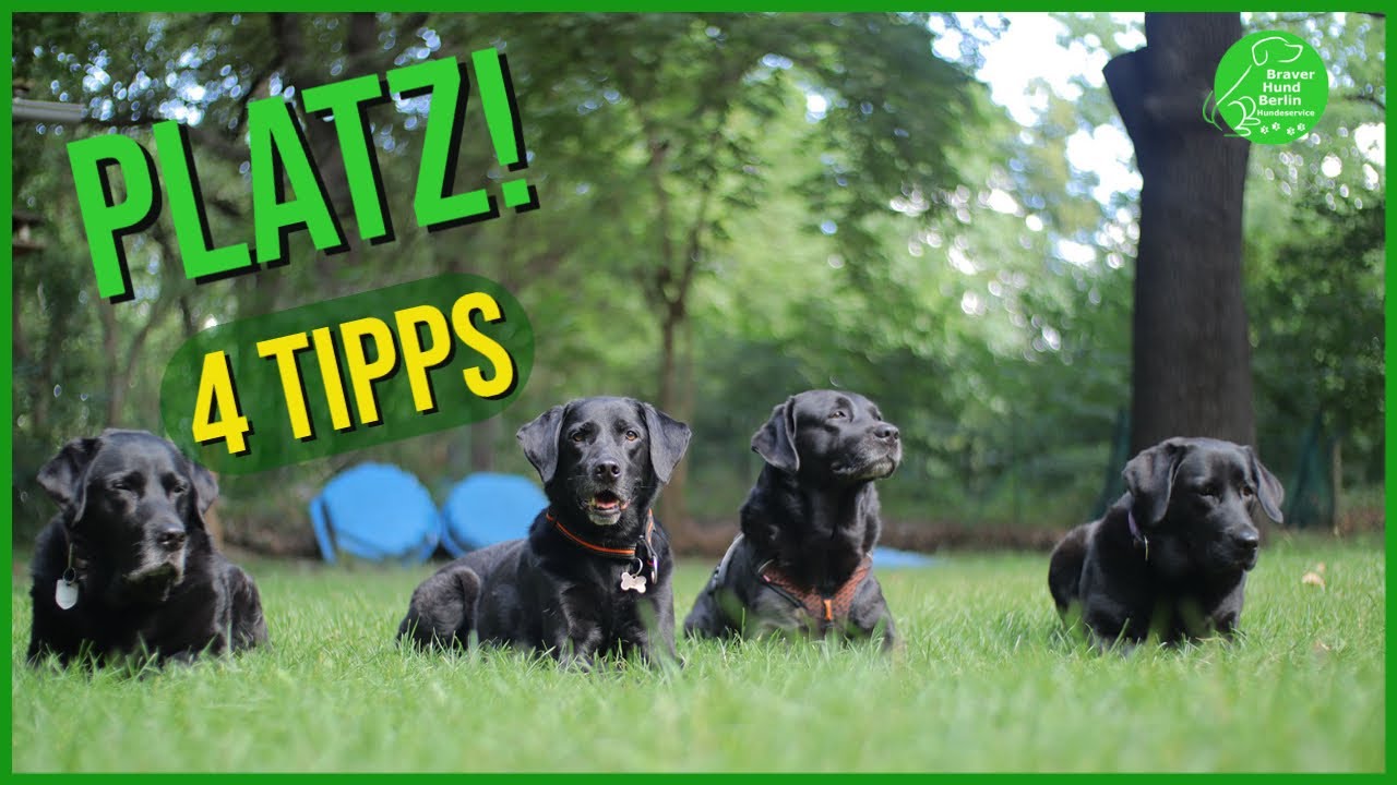Wie Bringe Ich Meinem Hund Rückwärts Gehen Bei Wie bringe ich meinem Hund Platz bei? - YouTube