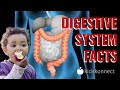 Digestive system facts  anatomy  digestion for kids