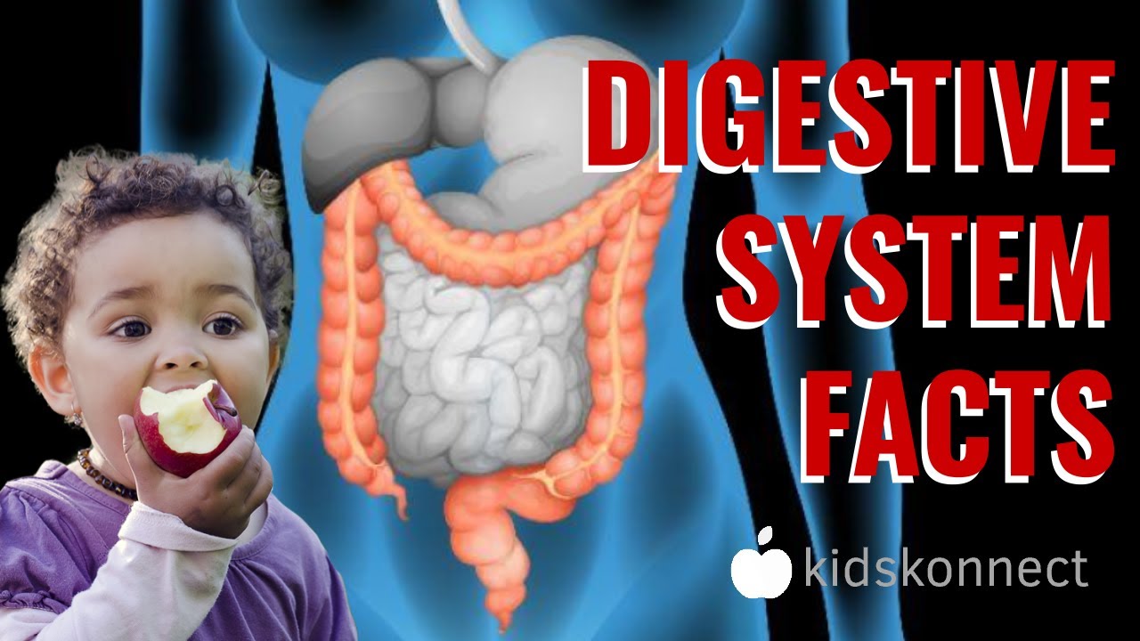 Digestive System Facts Anatomy & Digestion for Kids YouTube
