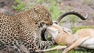Leopard Attack Impala To Death In Africa