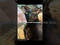 Larry's back.. #cats #memes #creepy #jjk #funny #shorts
