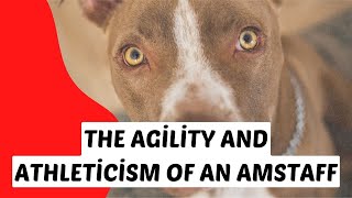 The Agility and Athleticism of an Amstaff