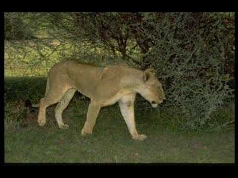 Vídeo: Els lleons nittany s'han extingit?