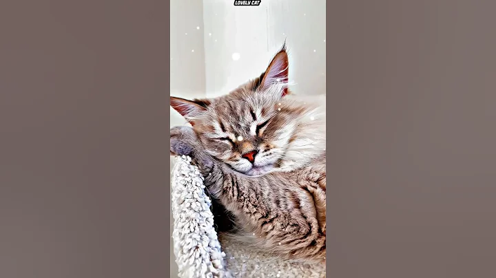 Watch the video about My cutie is sleeping 😴❤️|Don't wake me up Music||Lovely Cat| #cat #cats #music #shorts