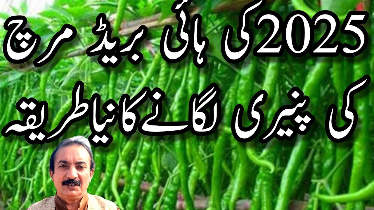 2025کی ہائی بریڈ مرچ کی پنیری لگانےکا نیا طریقہ۔