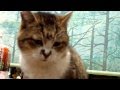 少し動く、猫のチビ