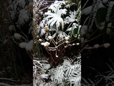 Video: Hardy Tropicals - zimsko otporne palme i biljke za hladne regije