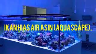 Ikan Hias Air Asin Super Mewah (Aquascape).