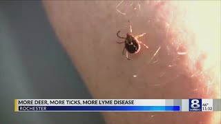 more deer more ticks