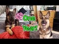 GSD Growing Up Puppy To Adult One Year!