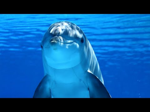 Amazing Facts About Dolphins | Love Nature